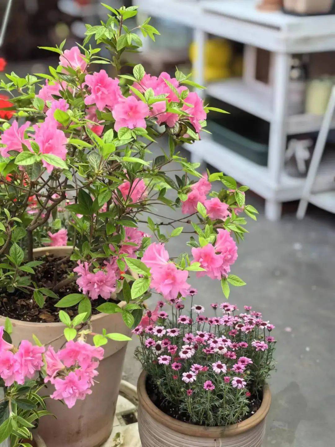 了改造花园的初衷,希望以后能和孩子一起种植蔬菜瓜果,喂喂小动物们