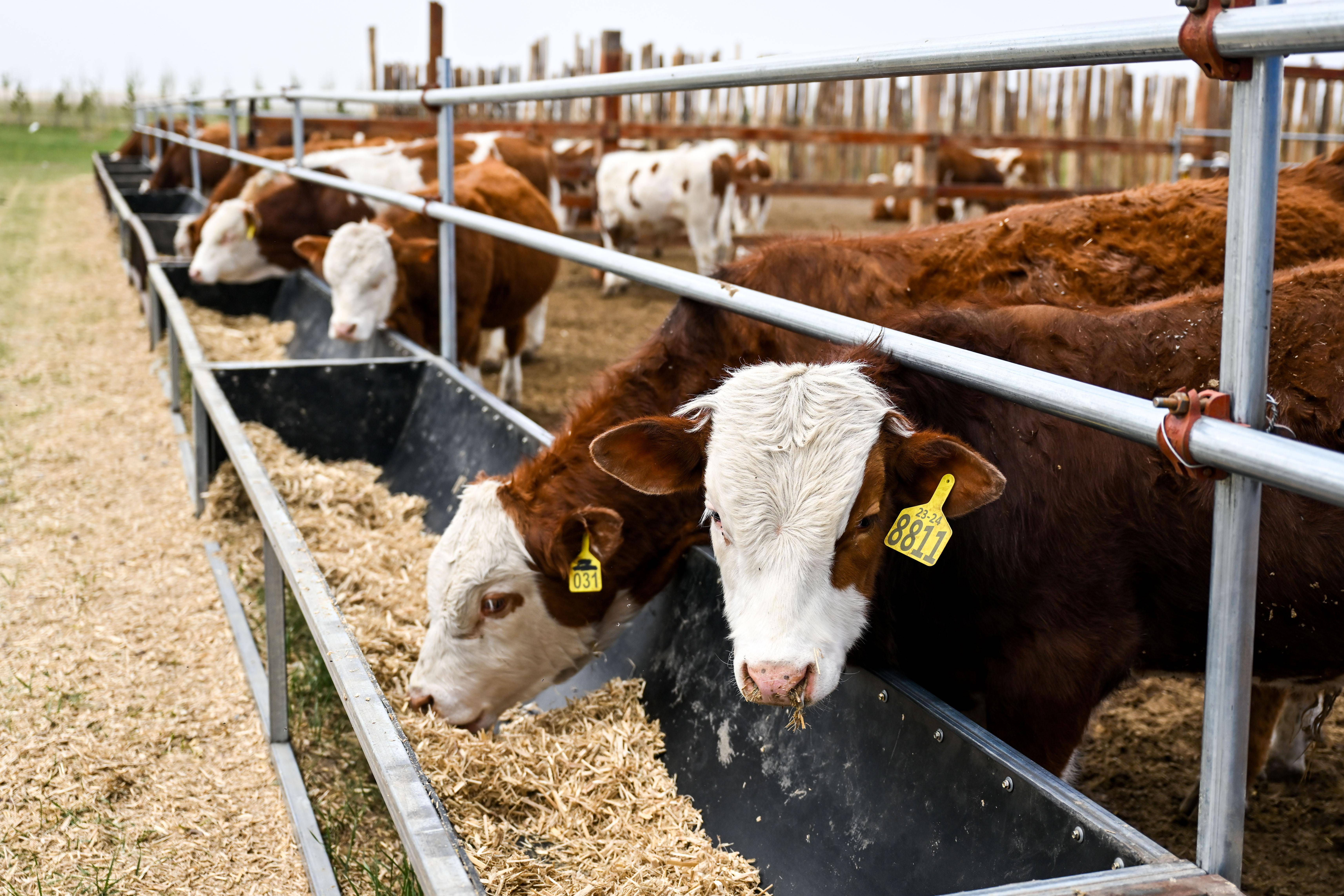 内蒙古西乌珠穆沁旗:嘎查集体经济带动牧民增收