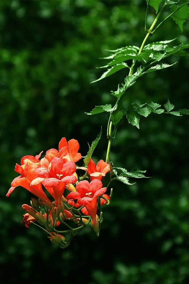 芦苇根部长出来的花图片