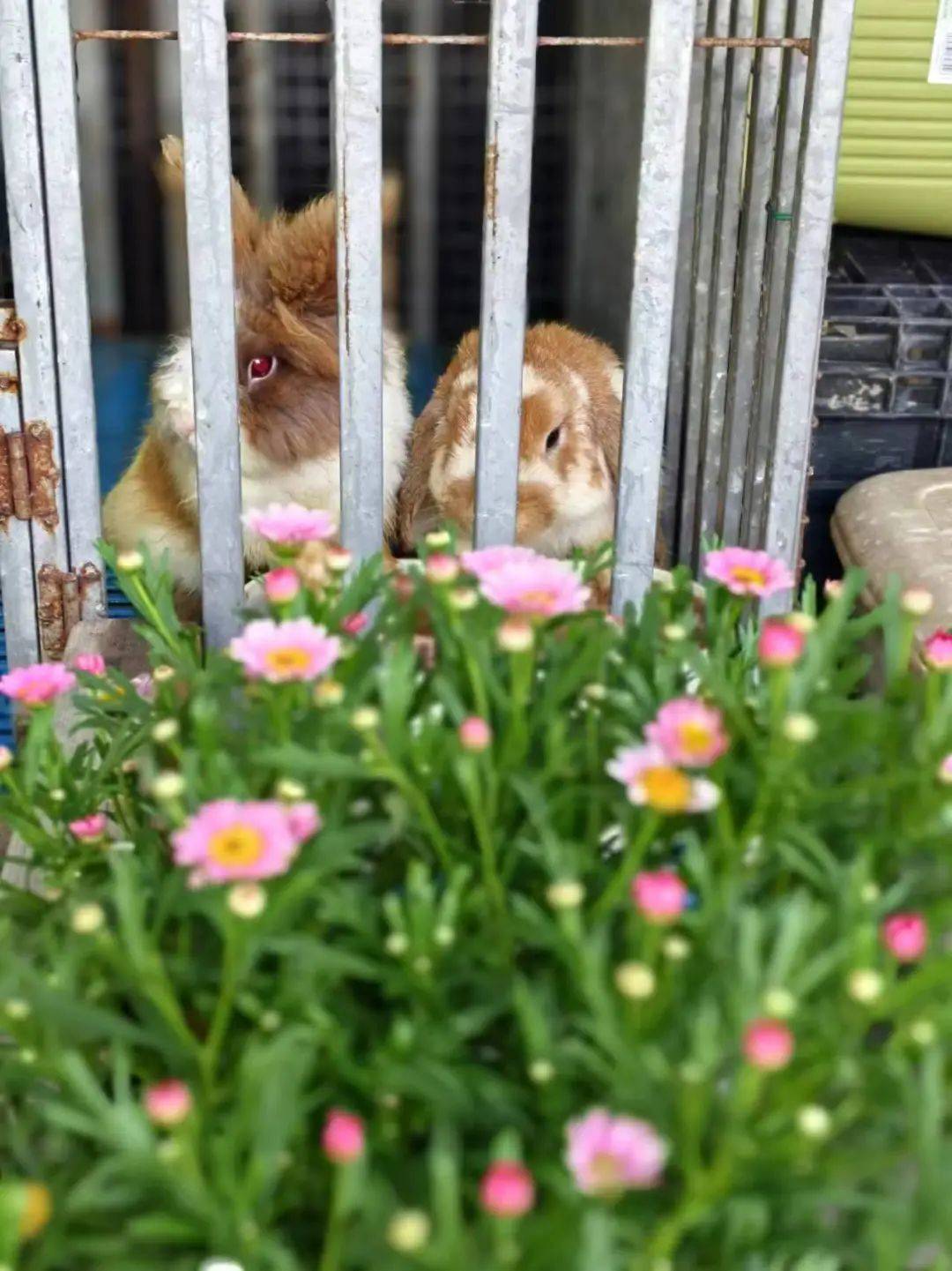 花园里也要有灵动活泼的小动物△嘉兰百合&小苍兰花园植物篇种花多年