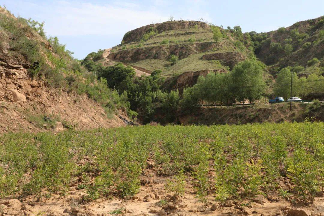 照亮石楼|返璞归"田":当"网红"回乡种起了酸枣_种植_曹大伟_技术