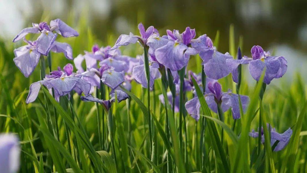 5月19日中国旅游日,沪上超多公园活动和福利等你来