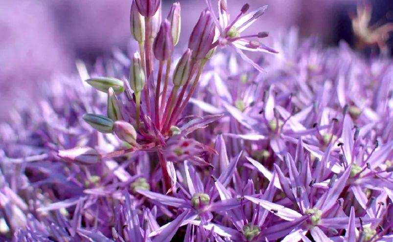 是葱?不是葱?葱界颜值担当"大花葱",好看却不能吃呀!