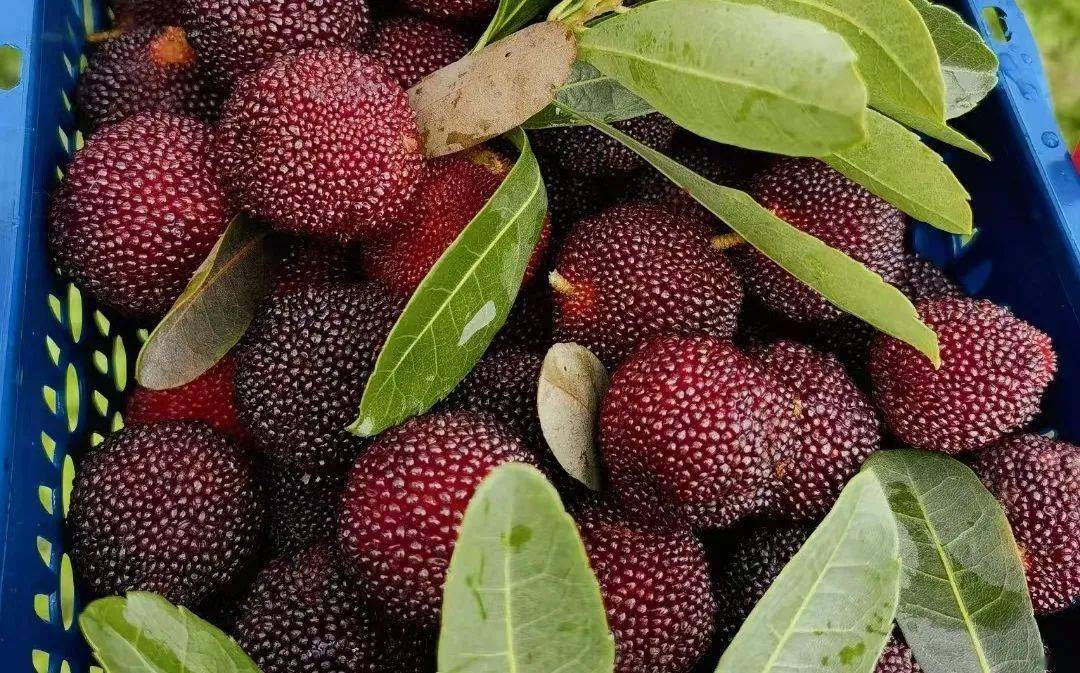 杨梅——"宝藏"水果杨梅的营养价值很高,是个"宝藏"水果,千万别因为