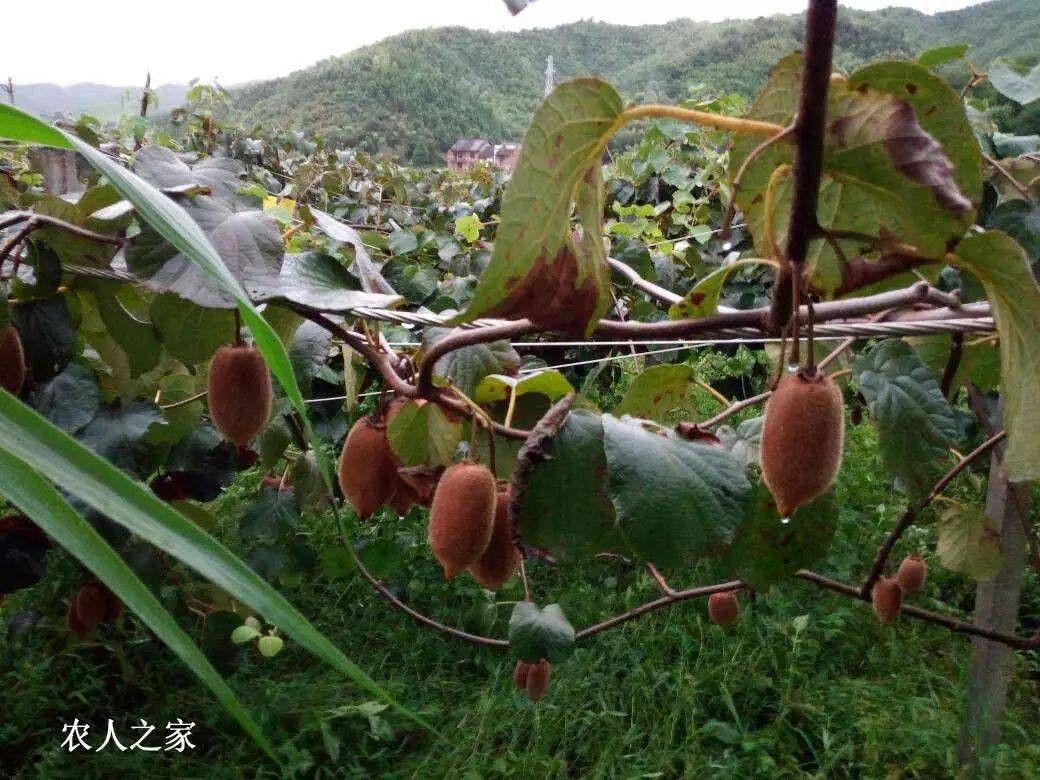 【赣南种植】夏季猕猴桃落果原因分析!
