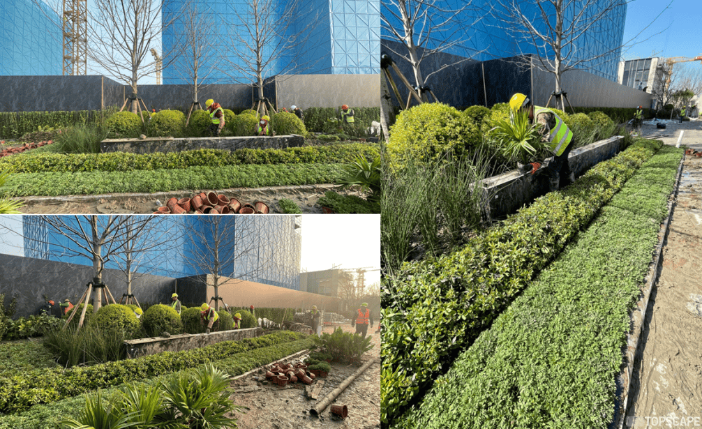 2个景观落地项目分享,附植物应用品种