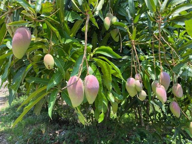 美好生活在云南|67香香甜甜!玉溪元江芒果陆续上市