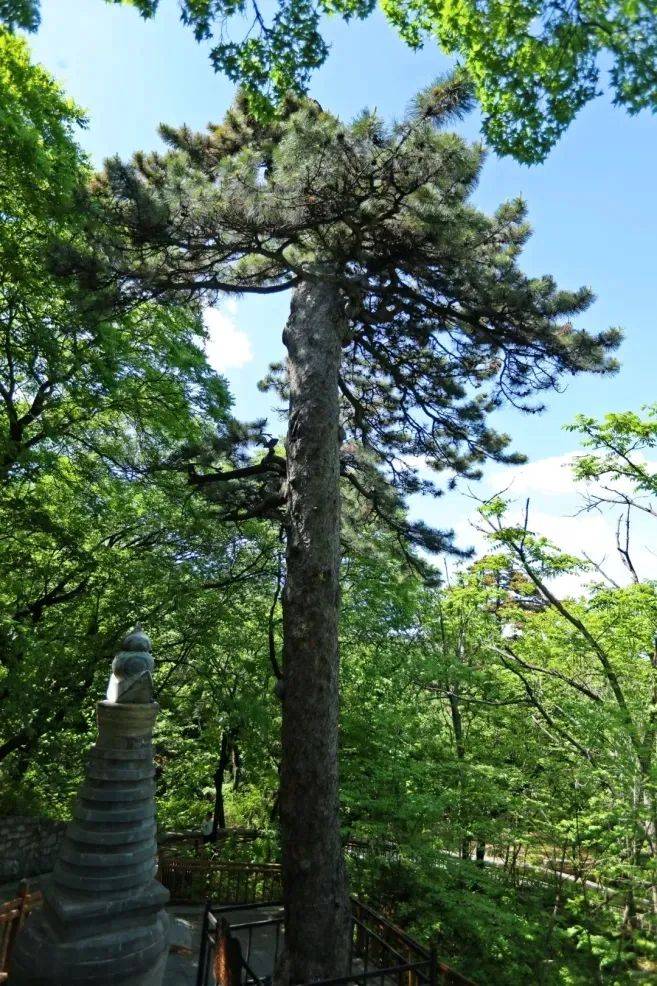 你可以看到戒台寺的塔林,这是戒台寺历代高僧的安息之地.