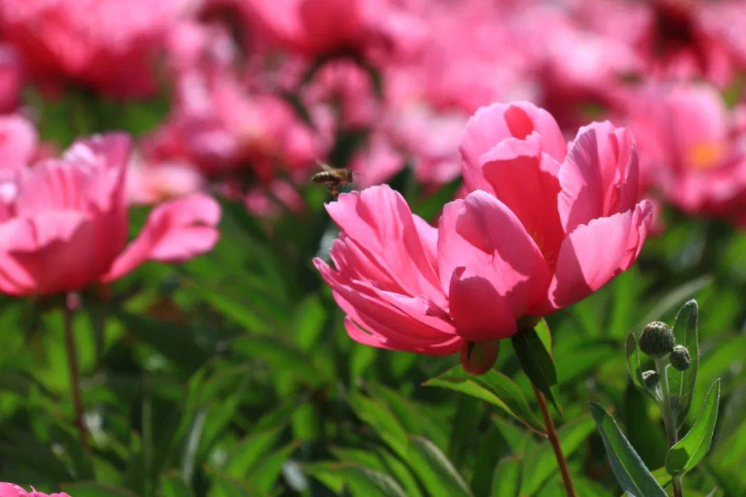 【中国气候宜居县·宜游篇】有一种风景叫人在画中游_花儿_生活_花海