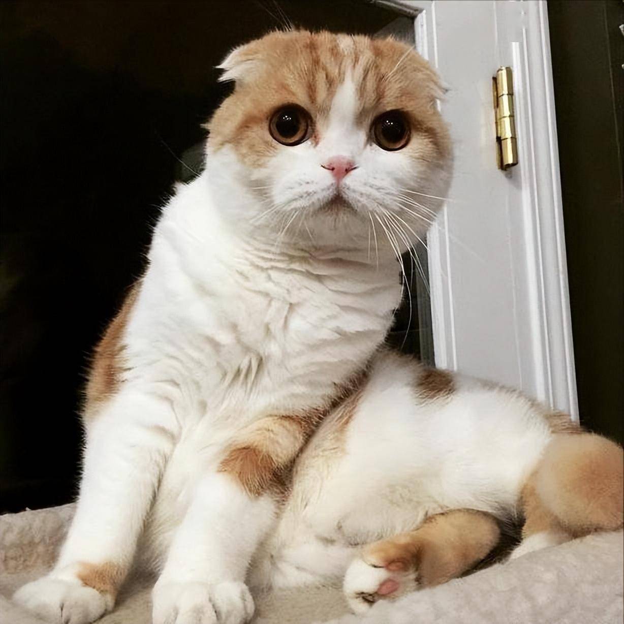 毛发_加菲猫_耳猫
