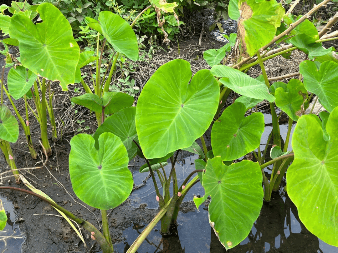 教你快速辨别芋和海芋