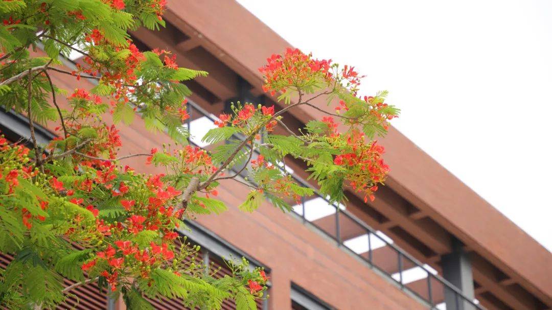 华中师范大学珠海附属中学凤凰花象征着生命的活力和对美好生活的向往