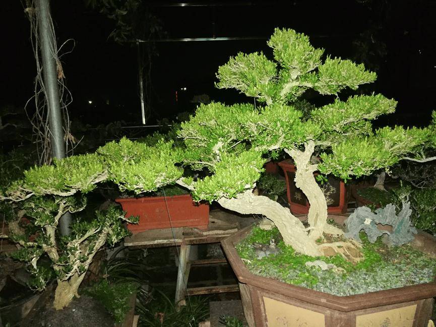 【万川情缘】品茶赏景 吟诗作赋_poetry_黄杨_盆景