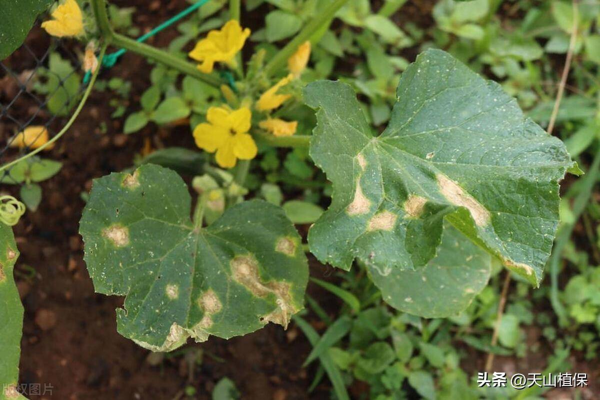 药用植物天南星炭疽病图片