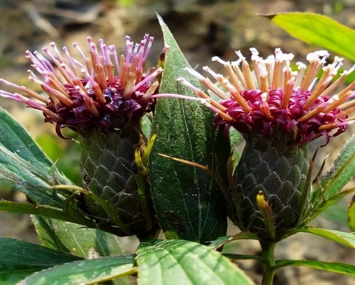 本品为菊科植物白术的干燥根茎主产于浙江,安微