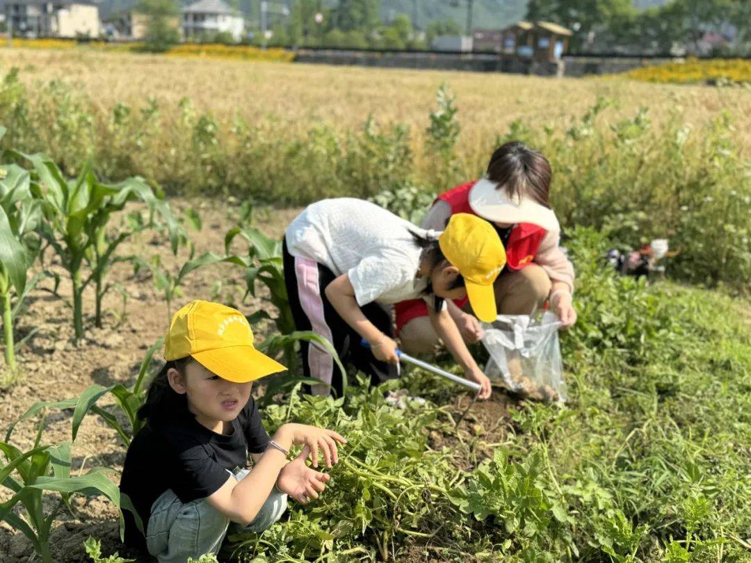 当孩子们亲手挖出一个个沾满泥土的土豆时,他们能感受到的不仅仅是