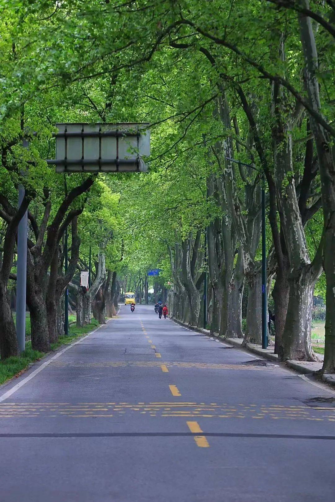 "薄荷曼波"的风还是吹到了无锡～_生活_绿色_新绿