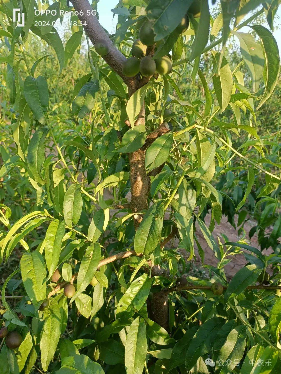 夏剪的合理性取决于修剪的多变性