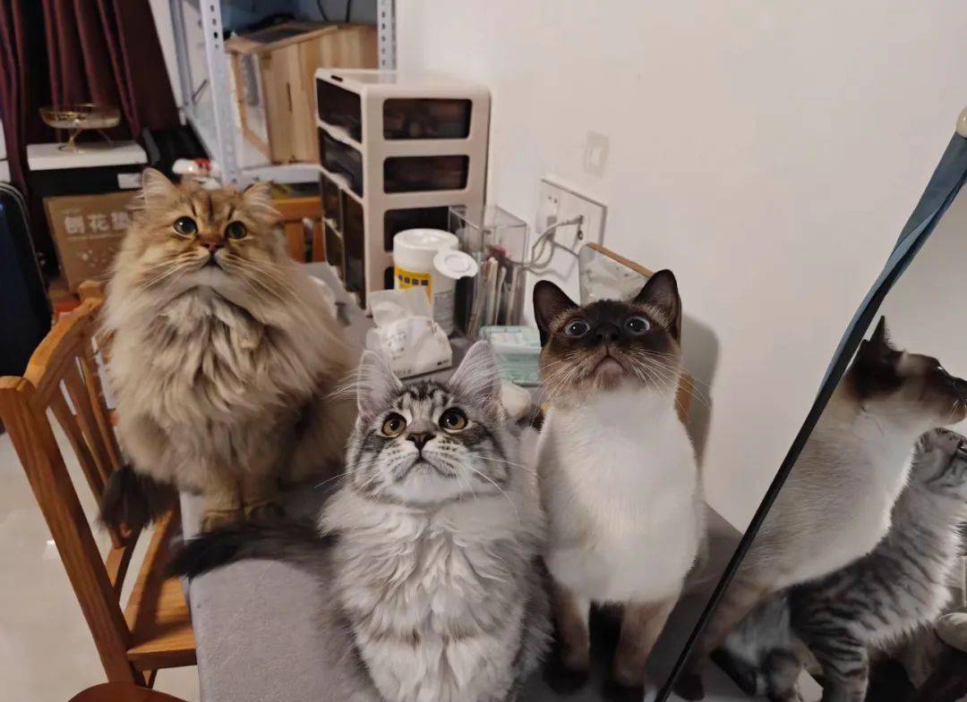 暹罗猫竟是猫届菲佣?真相是.