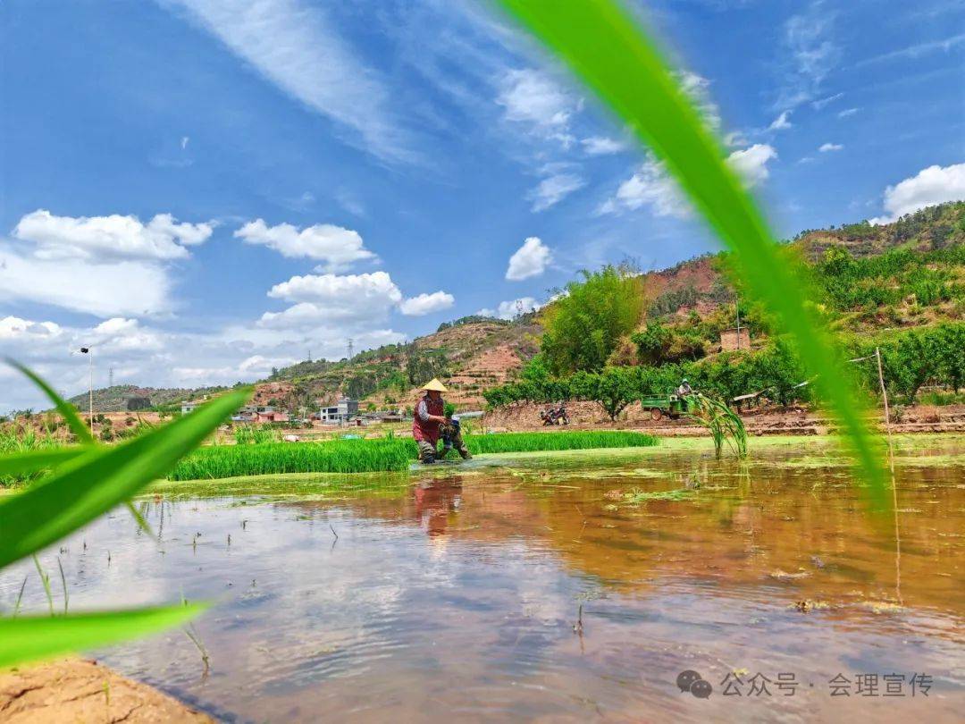 会理银坡村:田为"纸" 稻为"墨" 绘粮田美景