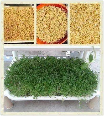 这种速生菜成蔬菜界"黑马",全国适种!