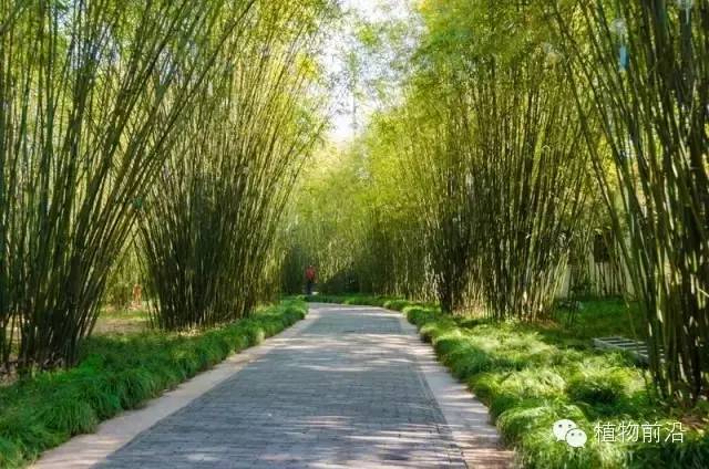 观赏竹类造景十种常见手法 | 图文并茂_竹子_竹林_院子