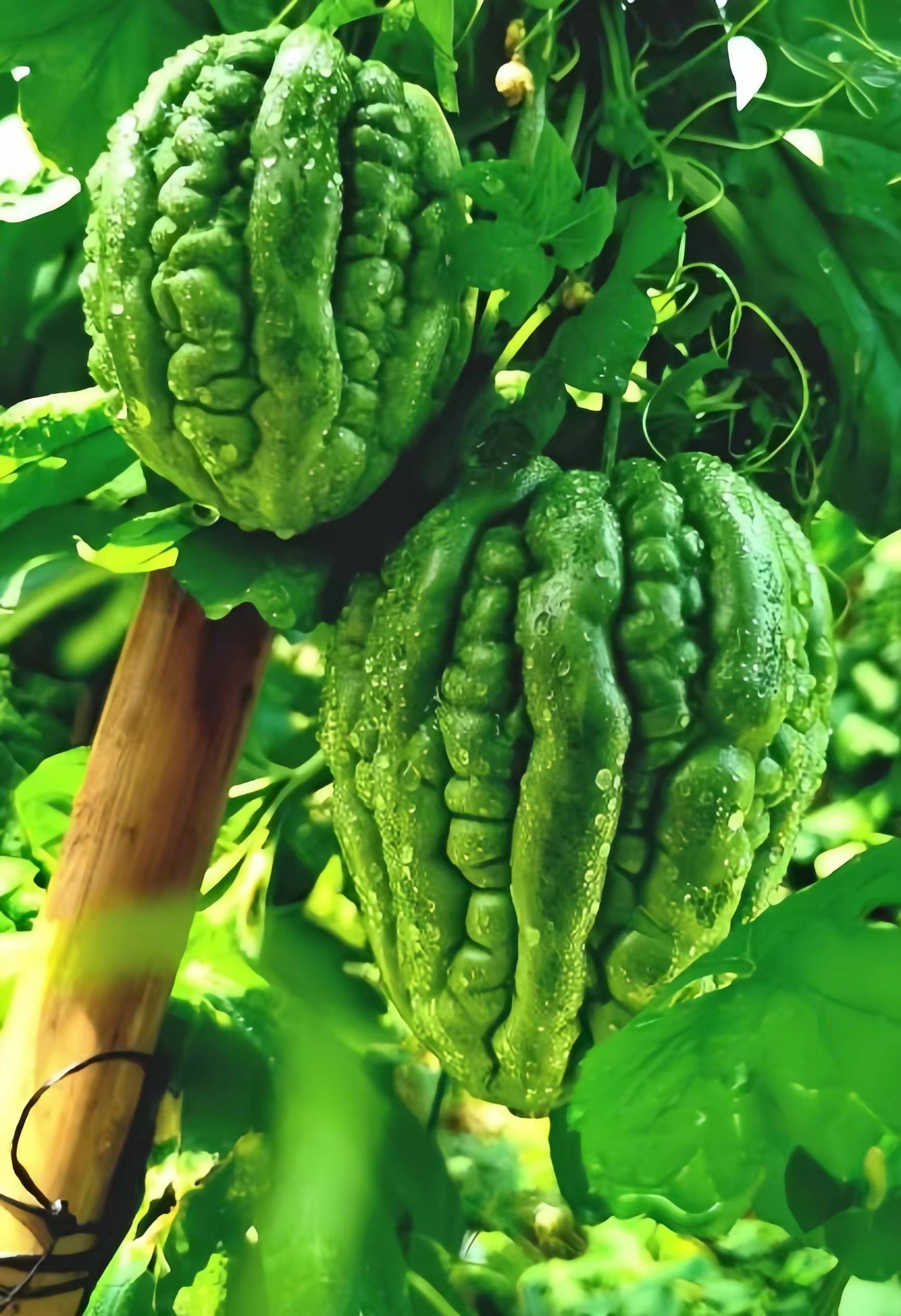 "小满到,宜吃苦",万山红为你讲述小满时节广东人怎样吃"苦"