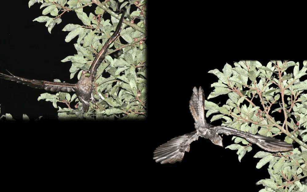 "南美大隧道"里发现油鸱,尽管只吃素,还是被印第安人拿来炼油