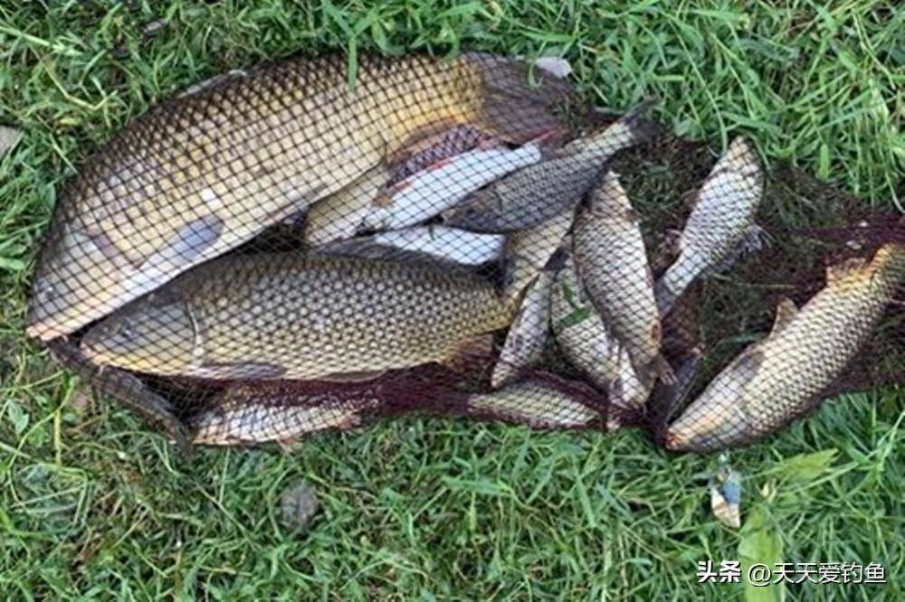 难怪夏天鲤鱼不咬钩,原来有4个连竿秘诀,现在知道也不晚