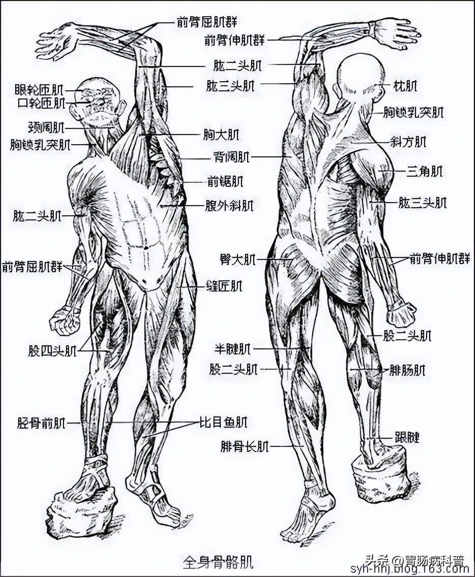 最全的人体解剖全图