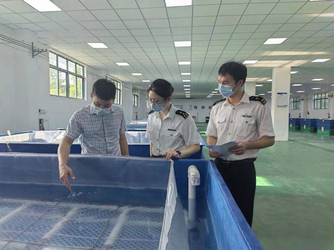 为解决鳗鱼苗采购难题,南昌海关聚焦优质种苗资源引进,积极搭建鳗鱼