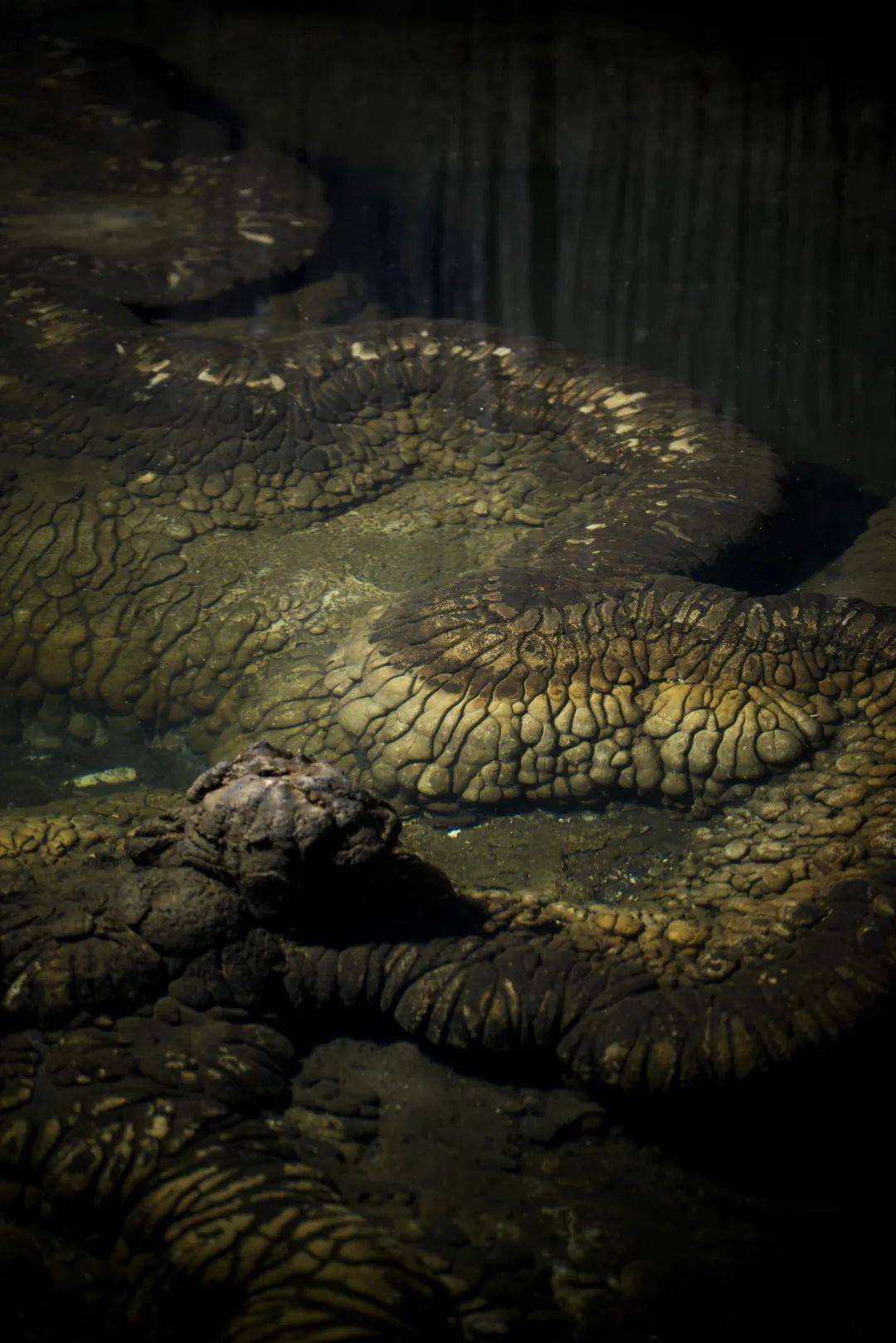 临武不仅有鸭,还有一条"龙"