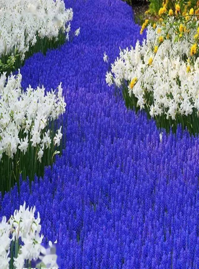 生如夏花,绚丽绽放!