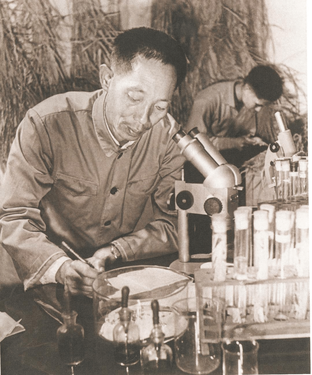 风吹过稻田,三年了,我们想您!_袁隆平_水稻_杂交