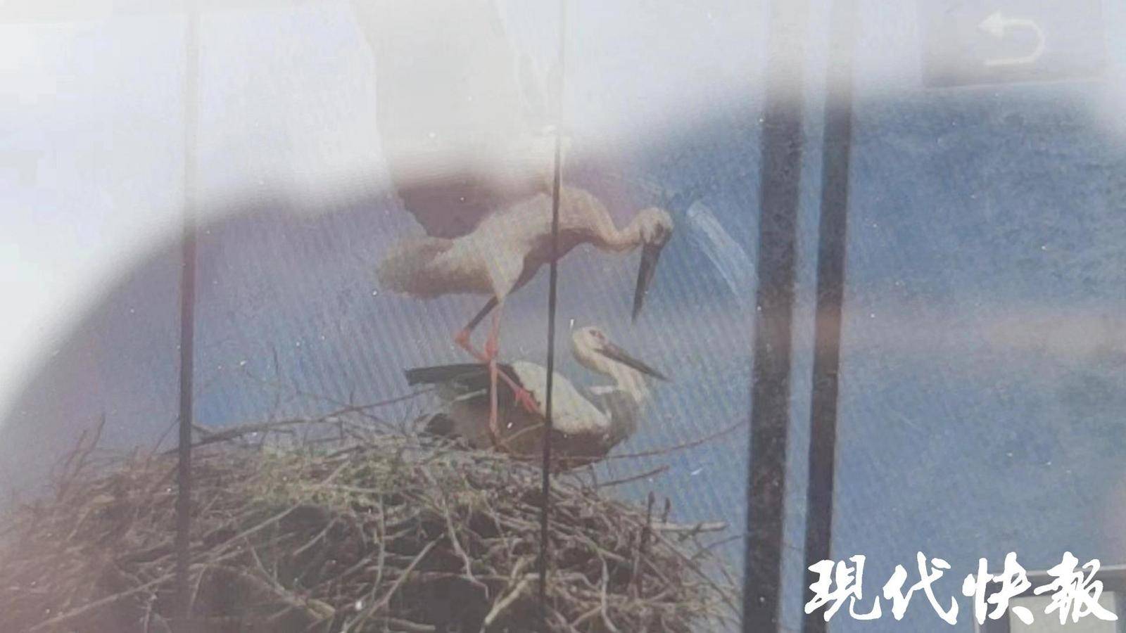 专家呼吁不要让观鸟变伤鸟 东方白鹳疑遭无人机绞断双腿后死亡