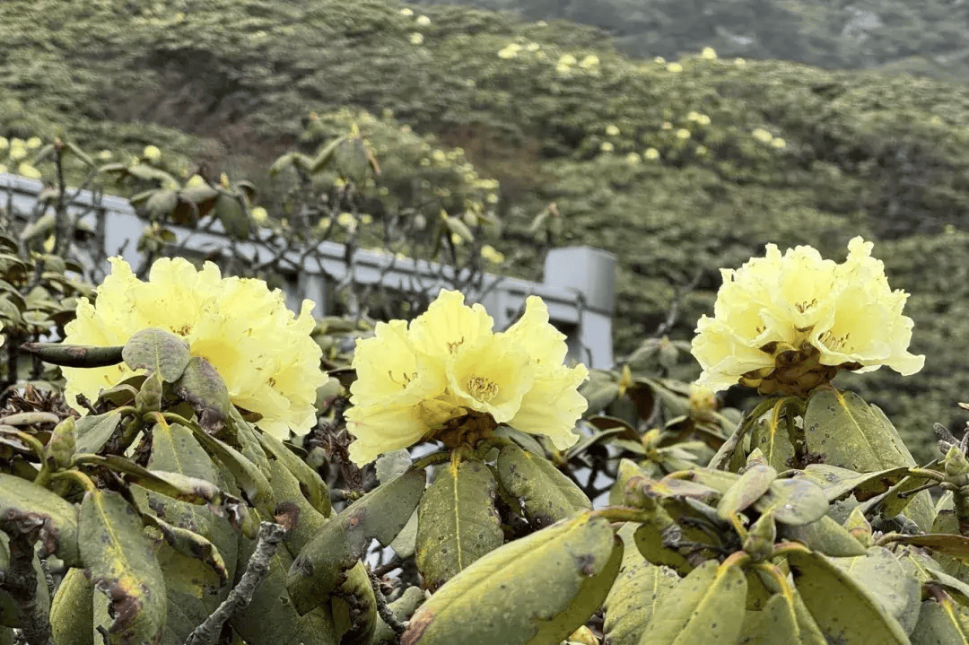 大理苍山洗马潭杜鹃花海"上新"