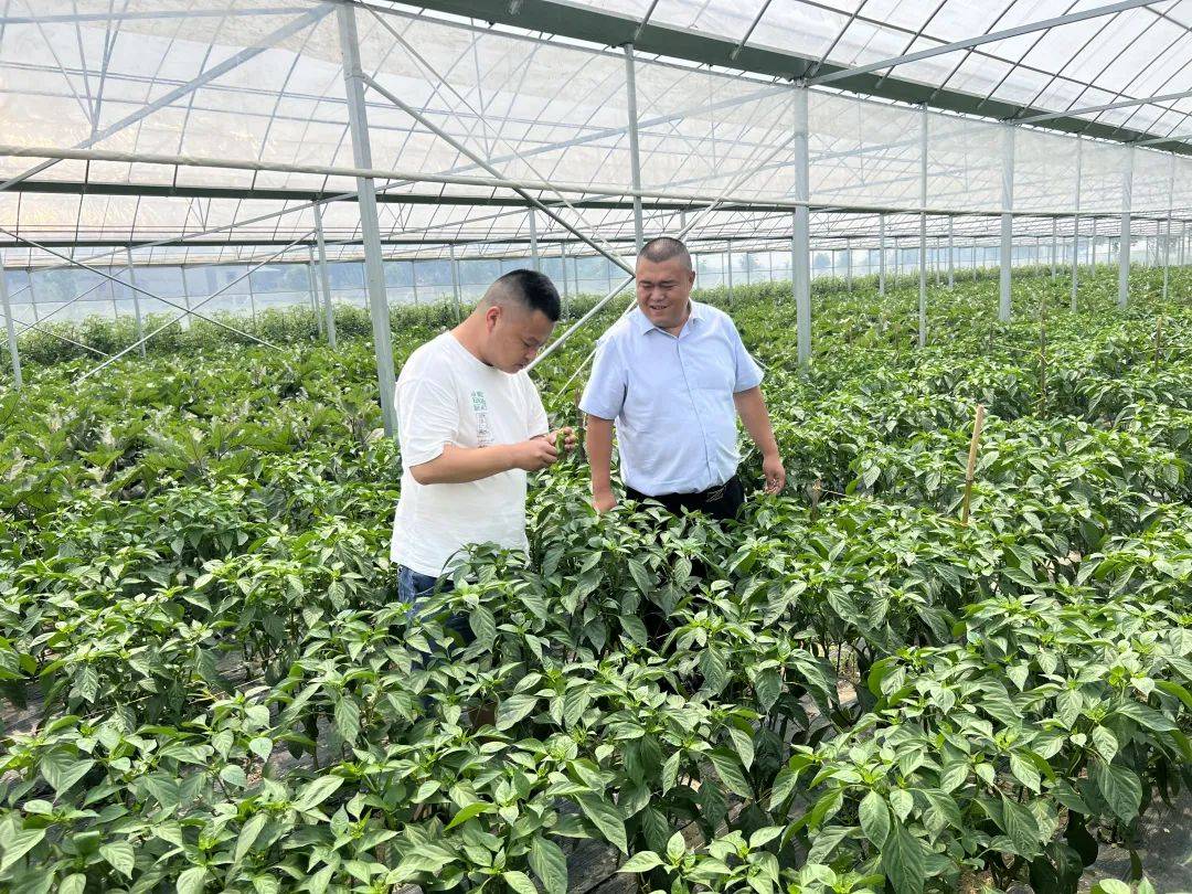 【普惠金融】大悟农商银行:金融"活水"贷动蔬果满园