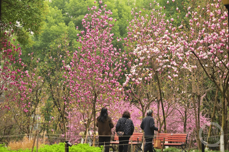 🌸中国搜索 【2024年澳门今晚开奖号码】_特别策划｜父爱千万种 那些运河城市的名人“父亲”是什么模样？