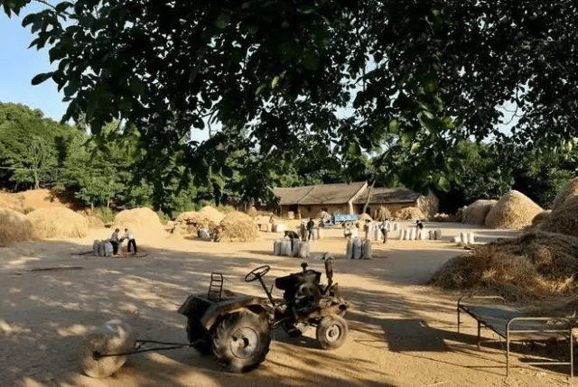 小时候收麦子的场景