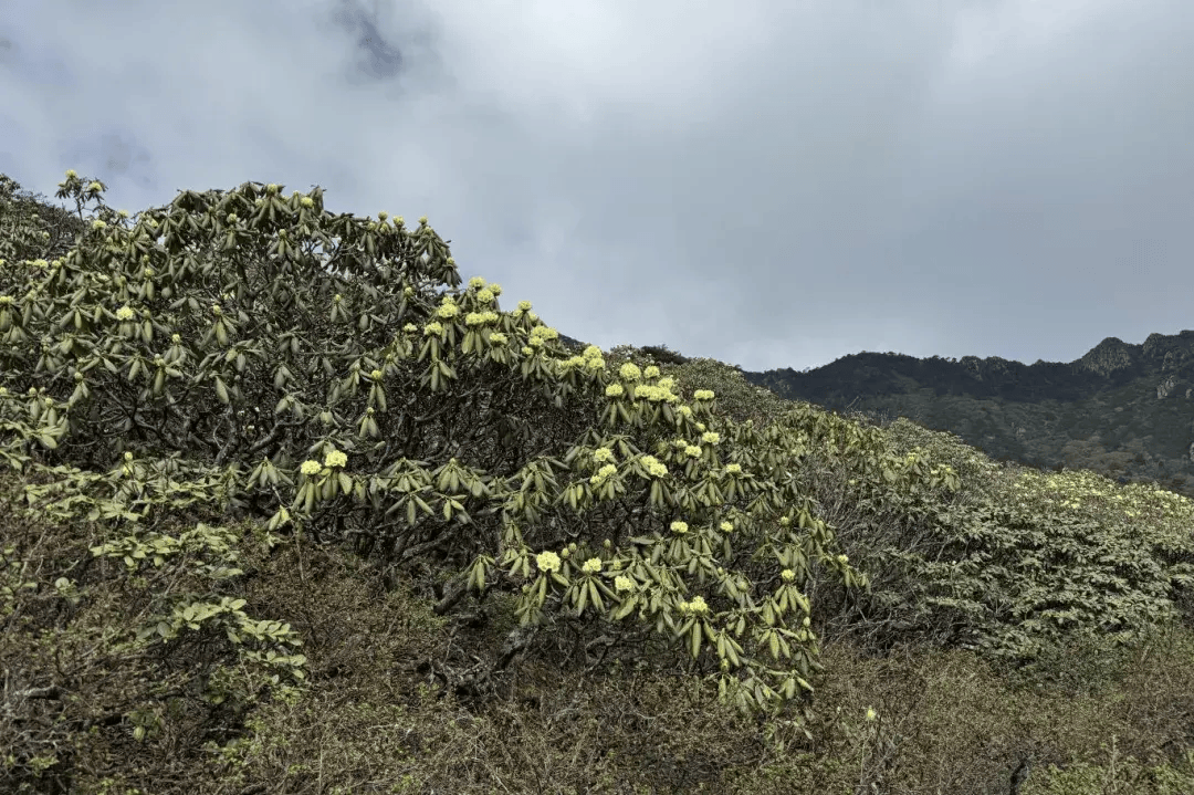 大理苍山洗马潭杜鹃花海"上新"