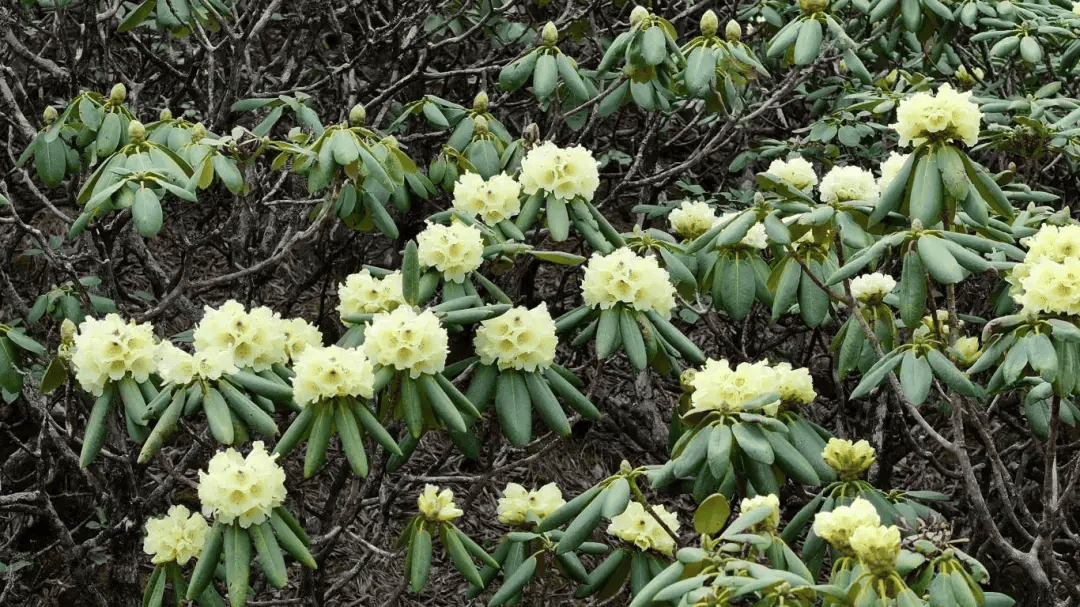 大理苍山洗马潭杜鹃花海"上新"