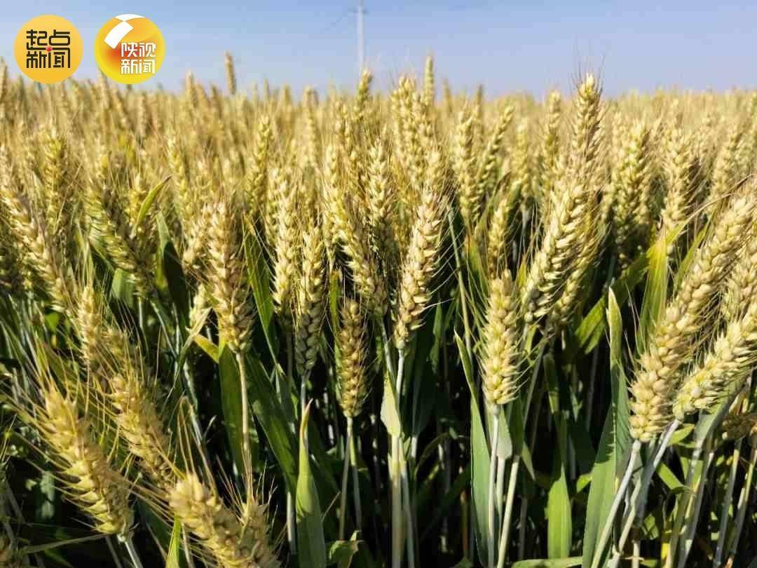 西农658小麦品种简介图片
