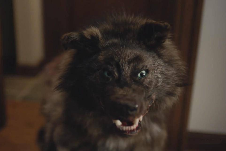 高分神作《披着人皮的狼》,狼混入人类社会,过得比人还舒坦