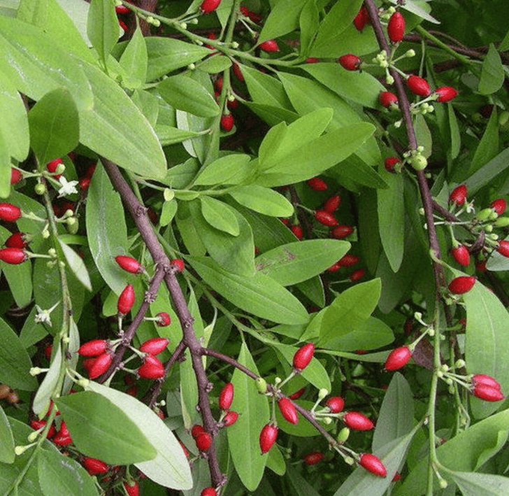 罂粟麻黄草毒品原植物是指用来提炼,加工成鸦片,海洛因,吗啡等麻醉