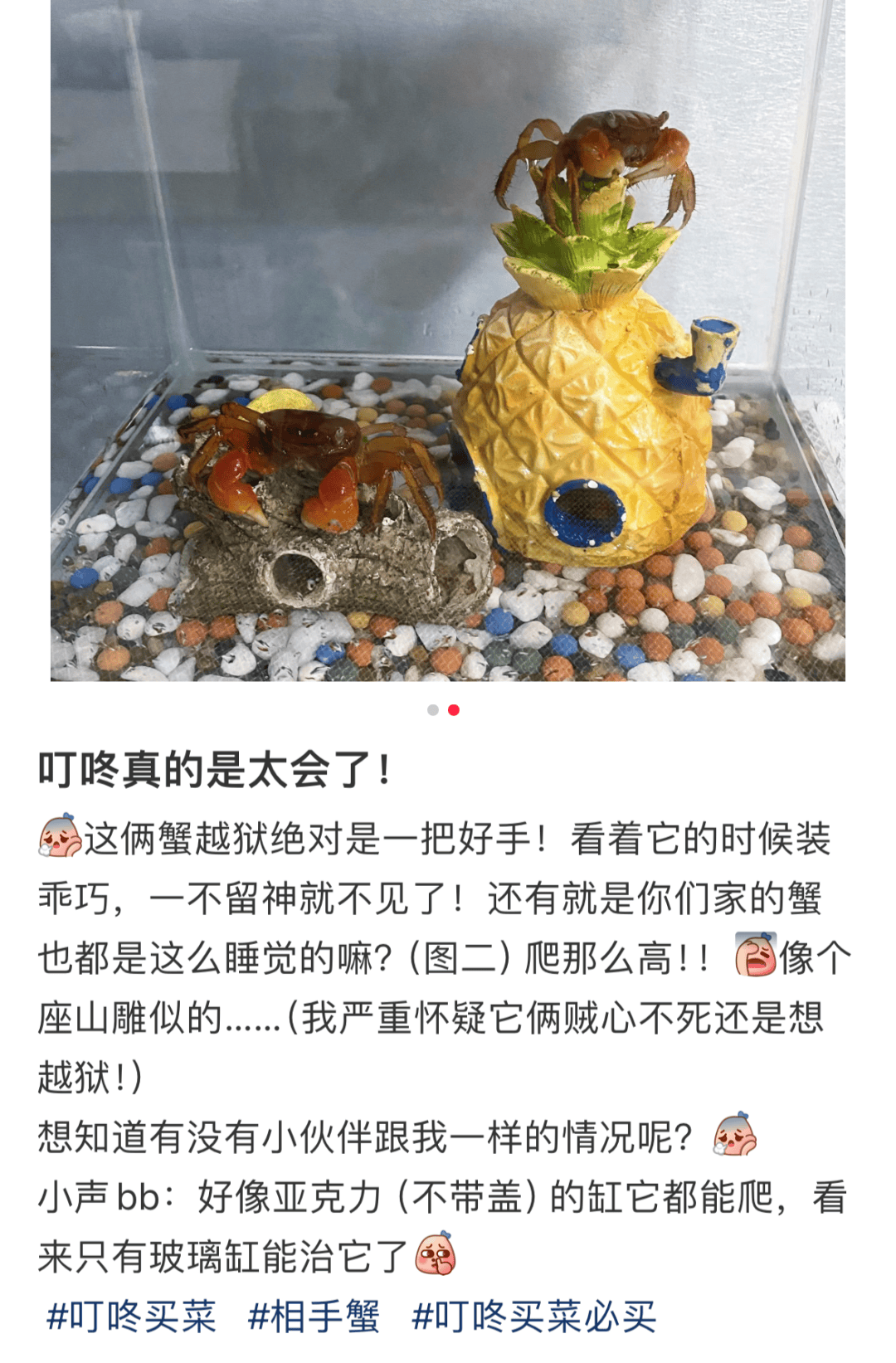 难道比电子宠物鲜活,比猫主子狗主子饲养成本更低的宠物真的让叮咚
