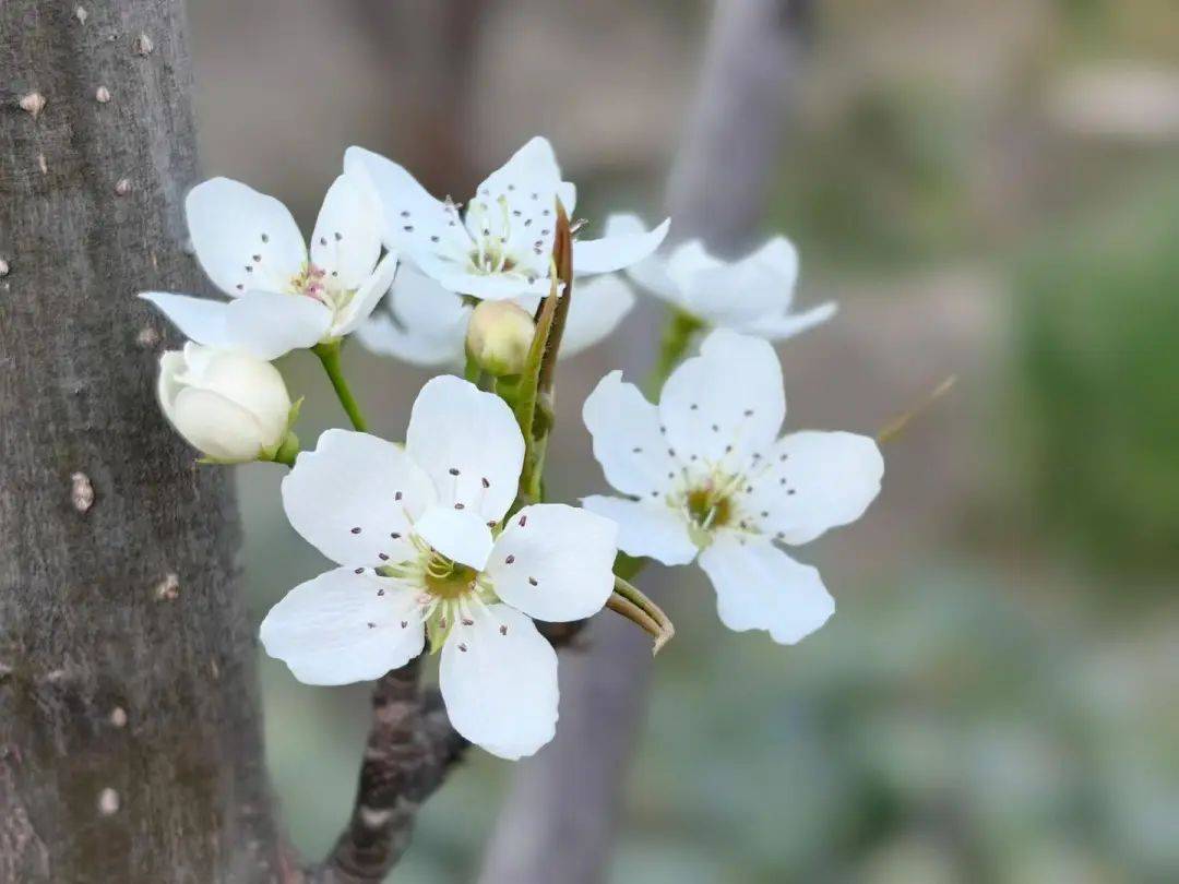 据说它的故事,不止在钱塘……_梨花_梨园_梨树