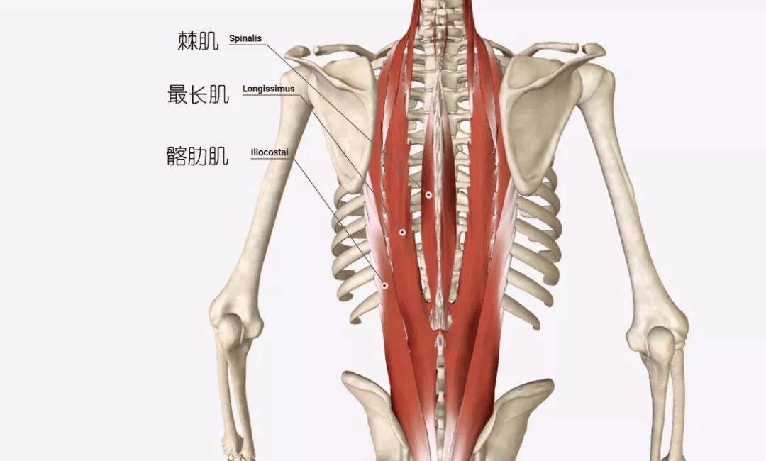 脊柱肌肉解剖图详细图图片