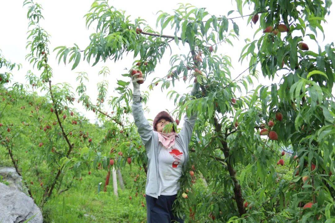 韶关一批早熟鹰嘴桃上市!赶紧来"尝鲜"_沙坪镇_水果_种植户