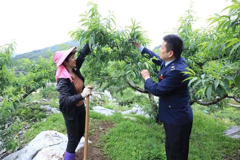 【聚焦"百千万工程"】"以税兴桃" 赋能桃产业发展_连平县_服务_蜜桃