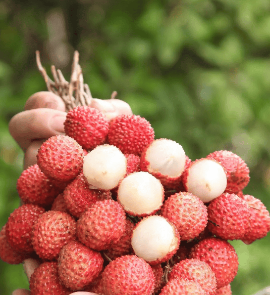 实现"荔枝自由"?我提名四川这里